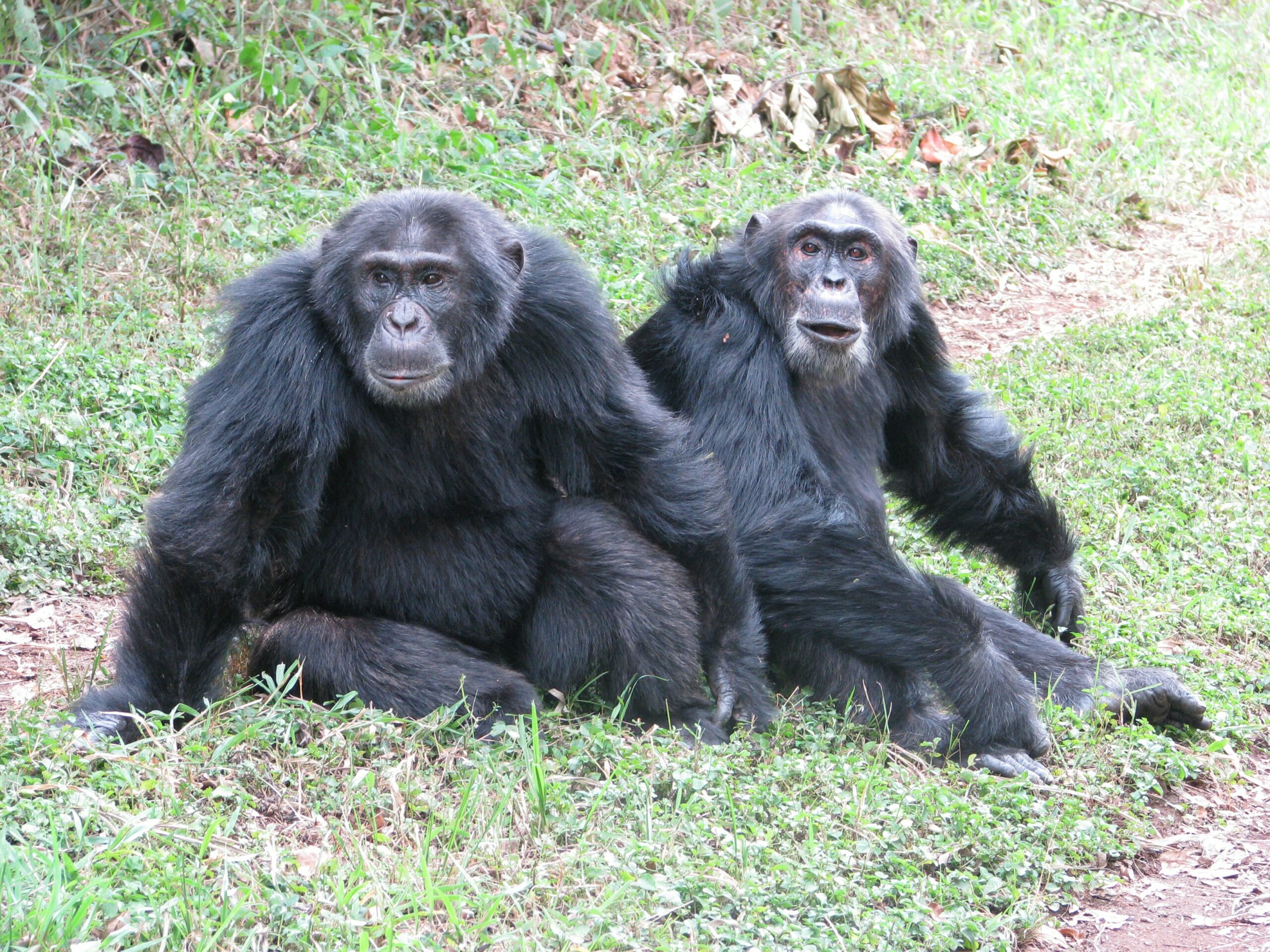 Two chimpanzees sit on the forest floor.