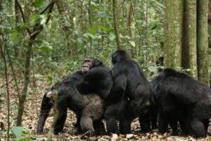 Chimpanzees embrace in a forest. 