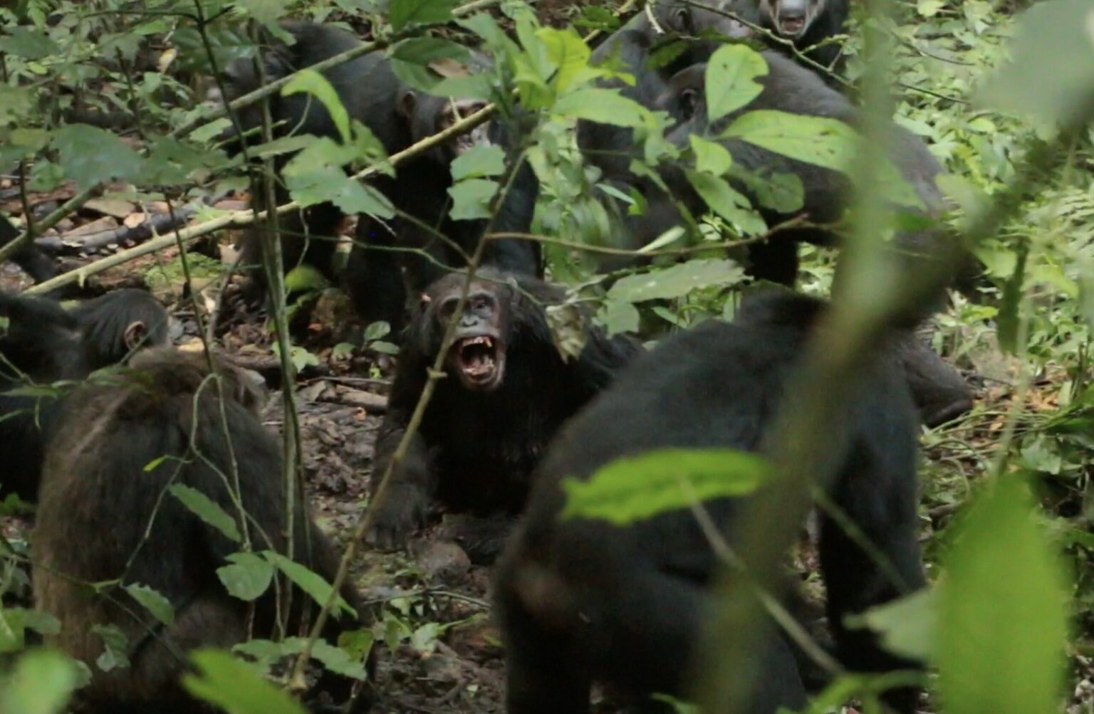 Chimpanzee bares teeth during fight with other chimps.