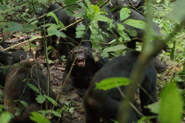Chimpanzee bares teeth during fight with other chimps.