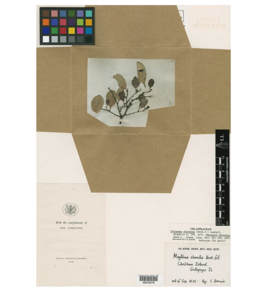 image of a sample collected by Charles Darwin