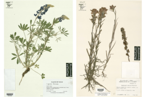 image of two plant specimen scans side by side