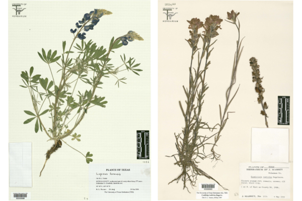 image of two plant specimen scans side by side