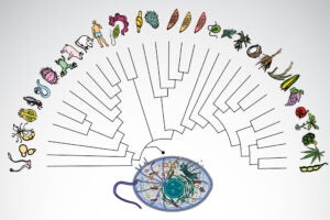A University of Texas at Austin-led team used proteomics data from 31 eukaryote species, including humans, spanning ~1.8 billion years of evolution to reconstruct the protein interactome of the Last Eukaryotic Common Ancestor (LECA). Illustration credit: Angel Syrett/Elinor Marcotte/University of Texas at Austin/SwissBioPics.