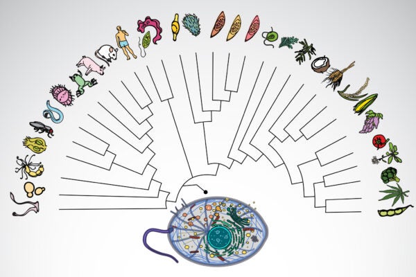 A University of Texas at Austin-led team used proteomics data from 31 eukaryote species, including humans, spanning ~1.8 billion years of evolution to reconstruct the protein interactome of the Last Eukaryotic Common Ancestor (LECA). Illustration credit: Angel Syrett/Elinor Marcotte/University of Texas at Austin/SwissBioPics.