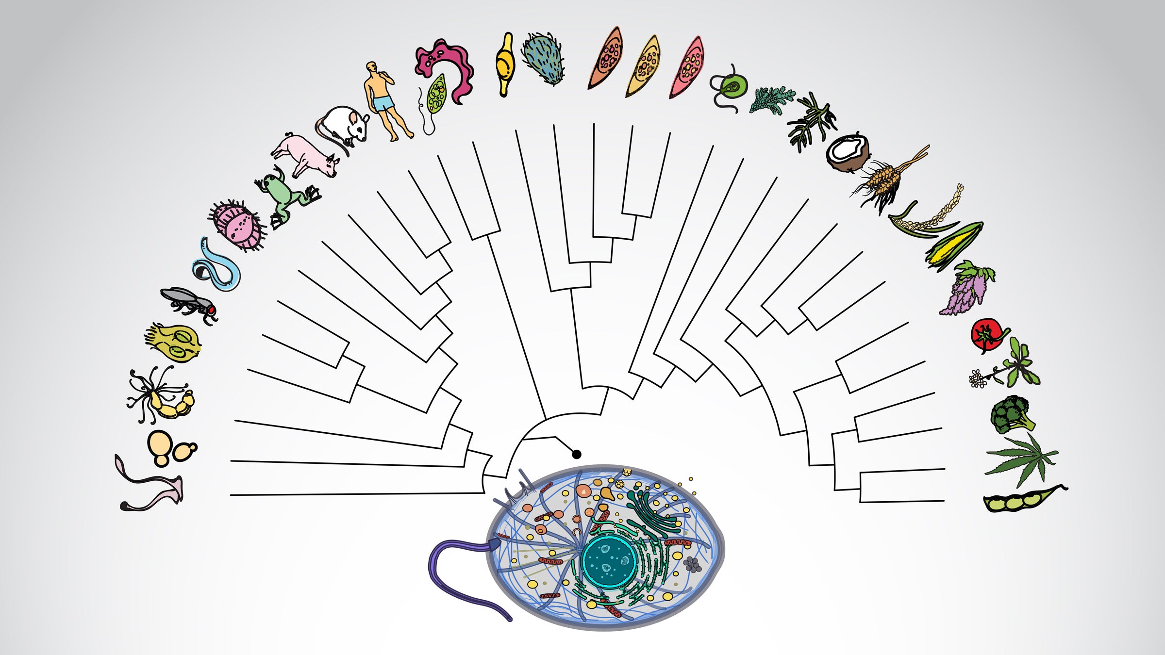 Scientists Map Proteins From Billion-Year-Old Organism and Discover New Links to Rare Diseases