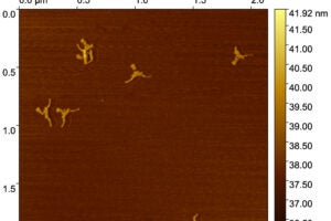 A topographic scan generated by Atomic Force Microscopy (AFM), which is commonly used to visualize biological structures at the nanoscale.
