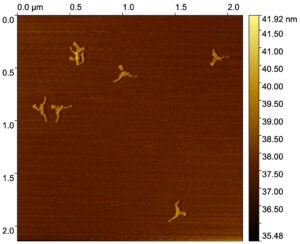 A topographic scan generated by Atomic Force Microscopy (AFM), which is commonly used to visualize biological structures at the nanoscale.