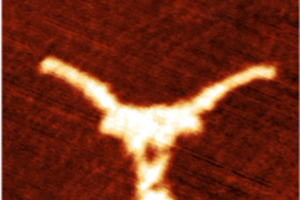 tiny-longhorn