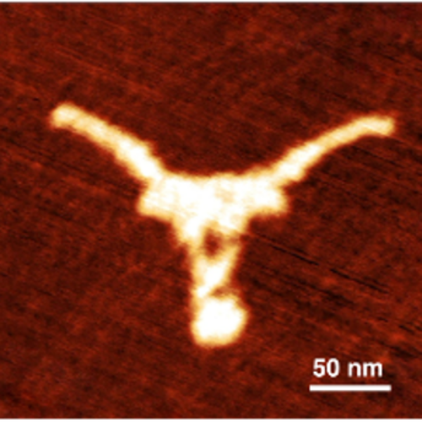 tiny-longhorn