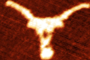 A topographic scan generated by Atomic Force Microscopy (AFM), which is commonly used to visualize biological structures at the nanoscale.