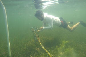 image of a diver under water with seagrass
