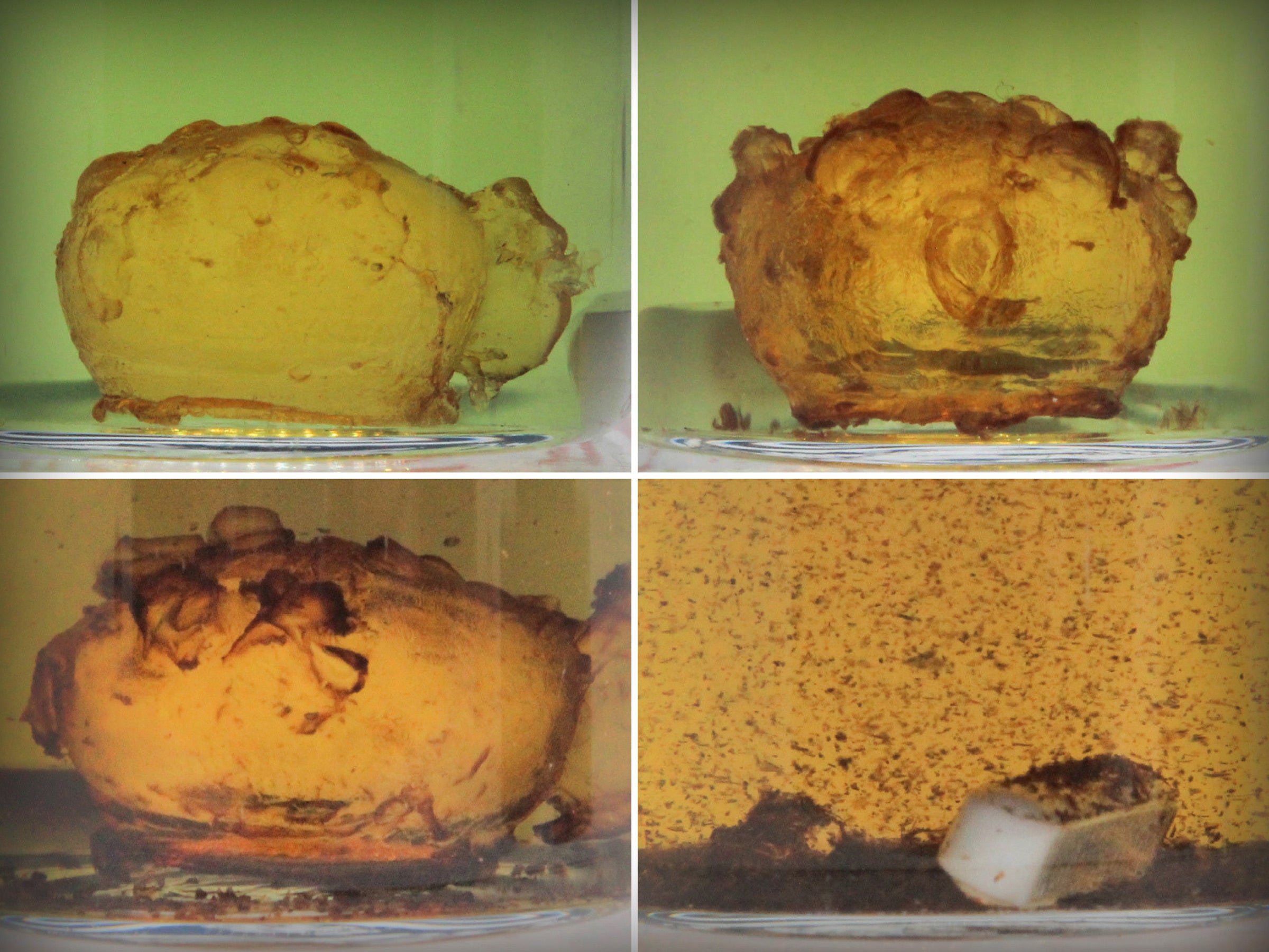 A 3D-printed plastic pufferfish sits and dissolves in a green liquid.