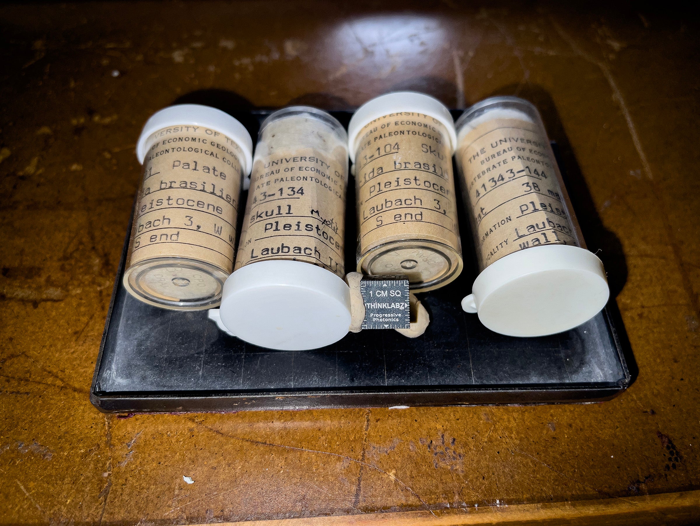 Tiny tube-shaped bottles with script-lined labels holding bat fossils. 