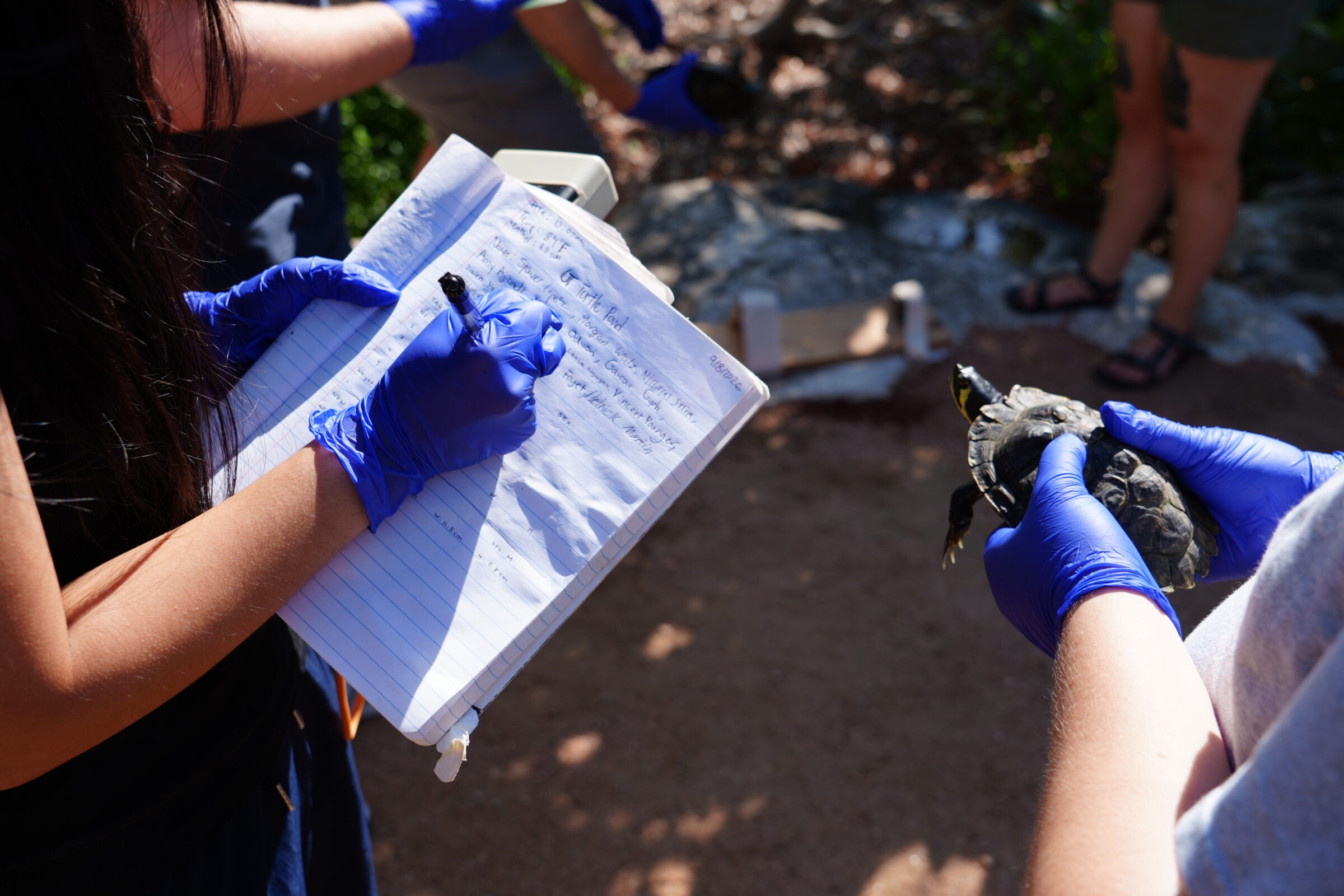 A student wearing a bright blue latex glove writes in a notebook. The page is labeled "UT Turtle Pond".