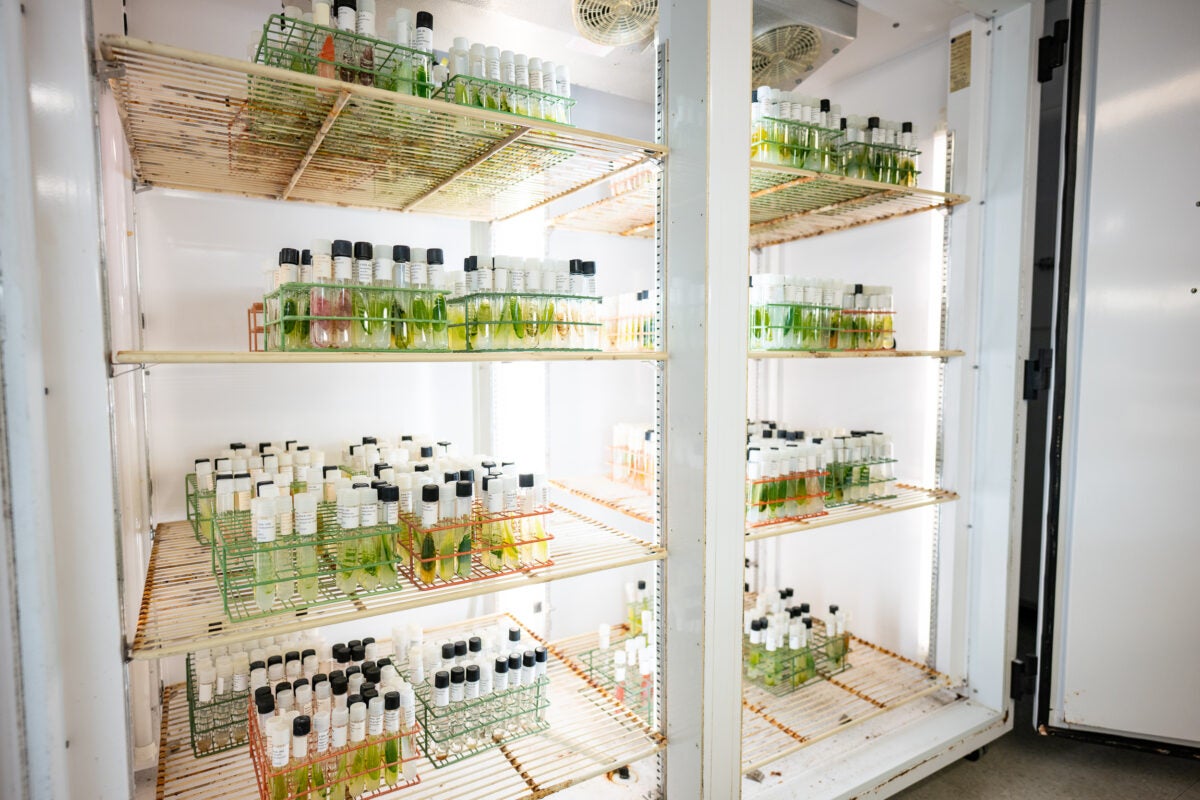 image of vials of algae in a facility