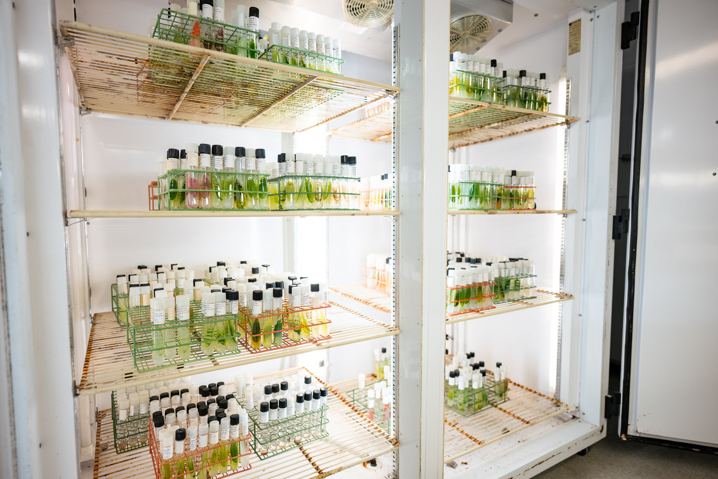 image of vials of algae in a facility
