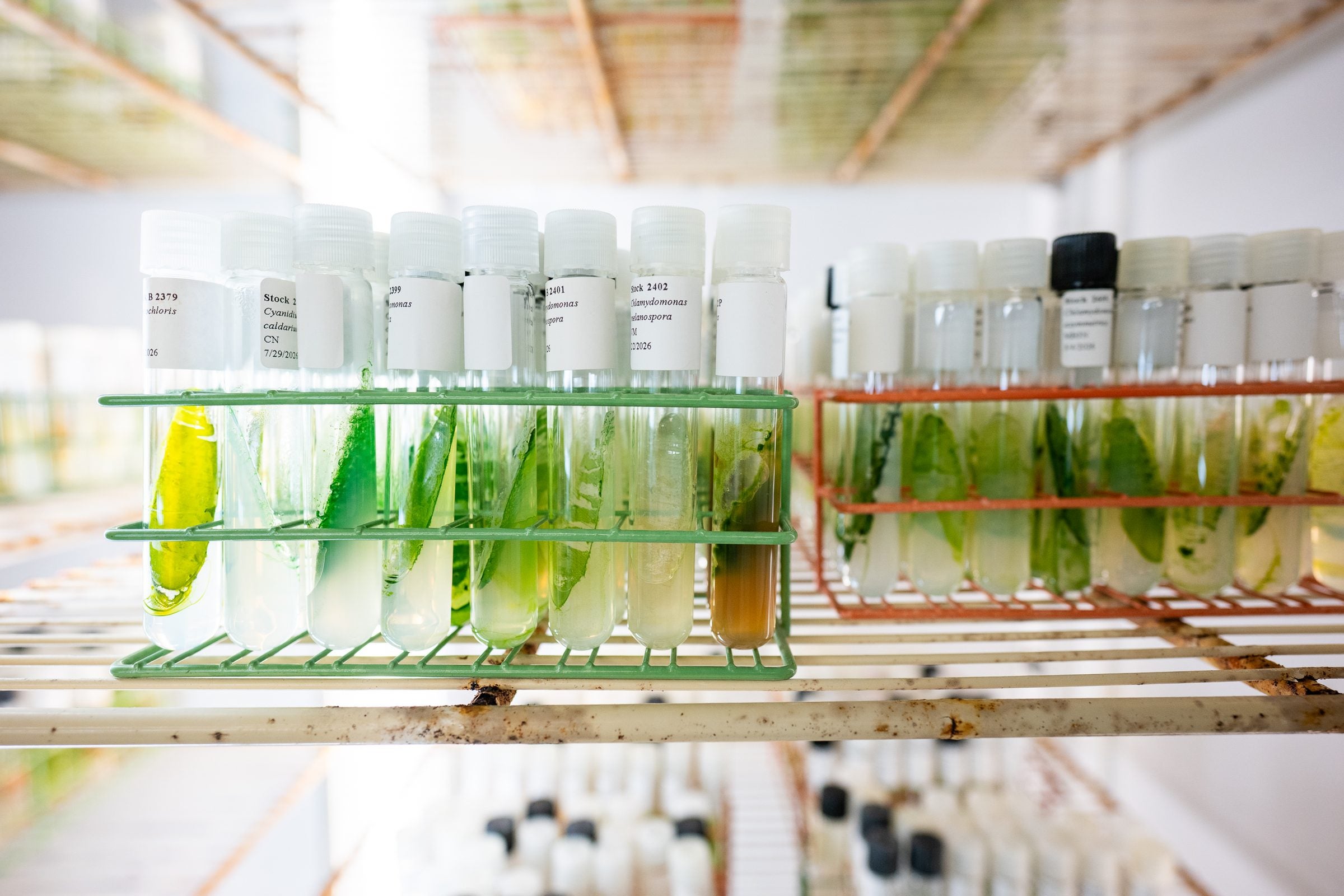 image of algae vials