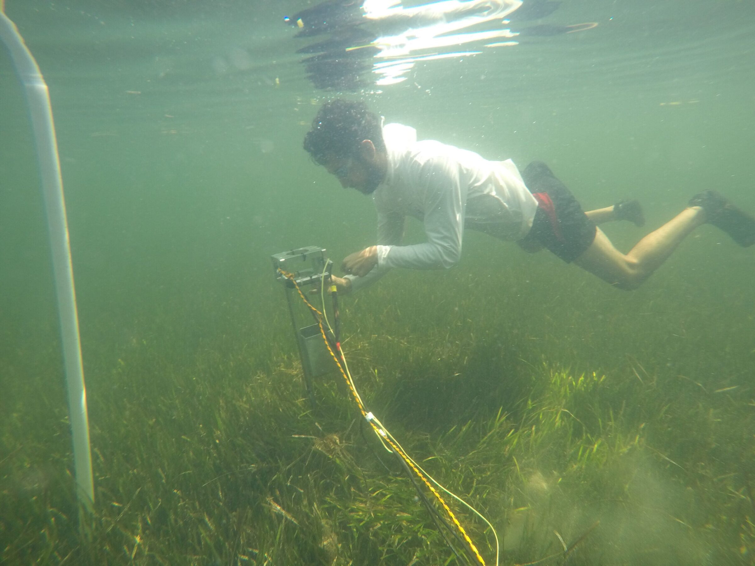 A diver under water with seagrass.