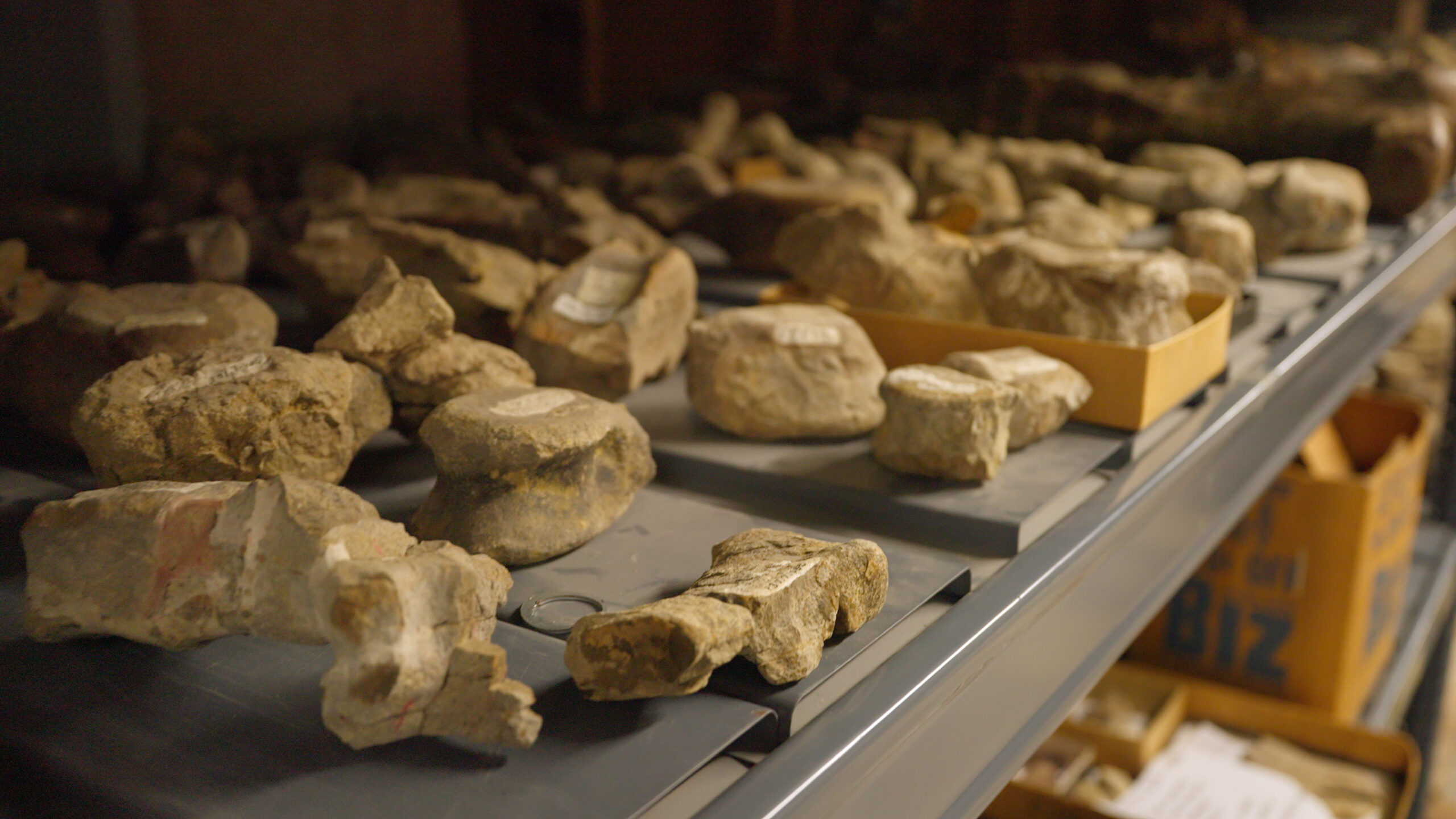A large collection of fossilized vertebrae (backbones) laid out on laboratory shelves.