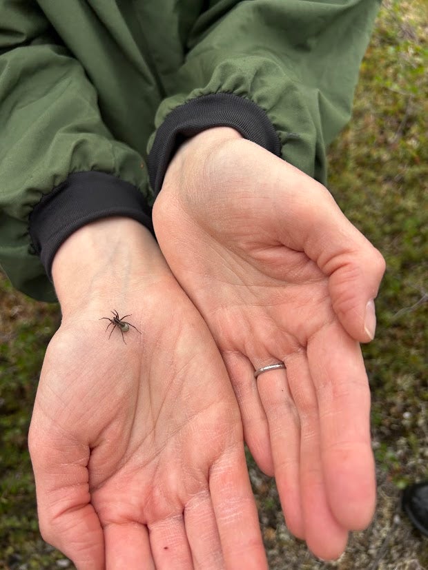 Two hands hold a small spider in the palm.