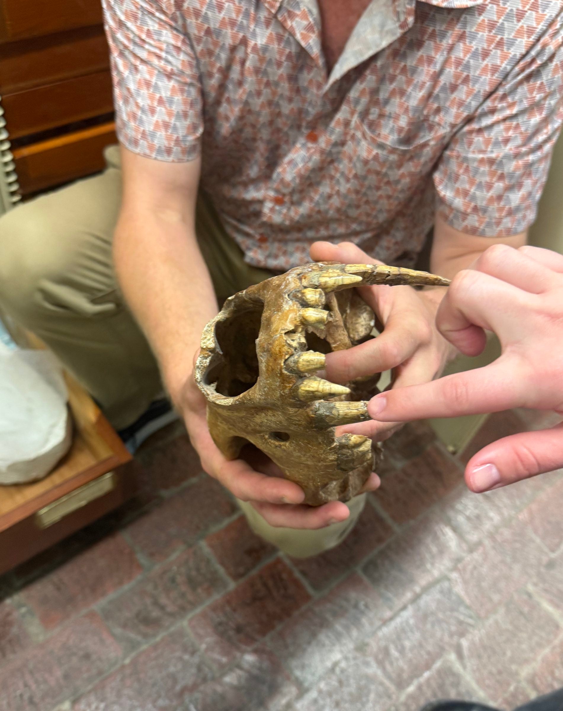 A finger reaches out to to touch the tip of a sharp fang inside a fossilized skull of a giant cat.
