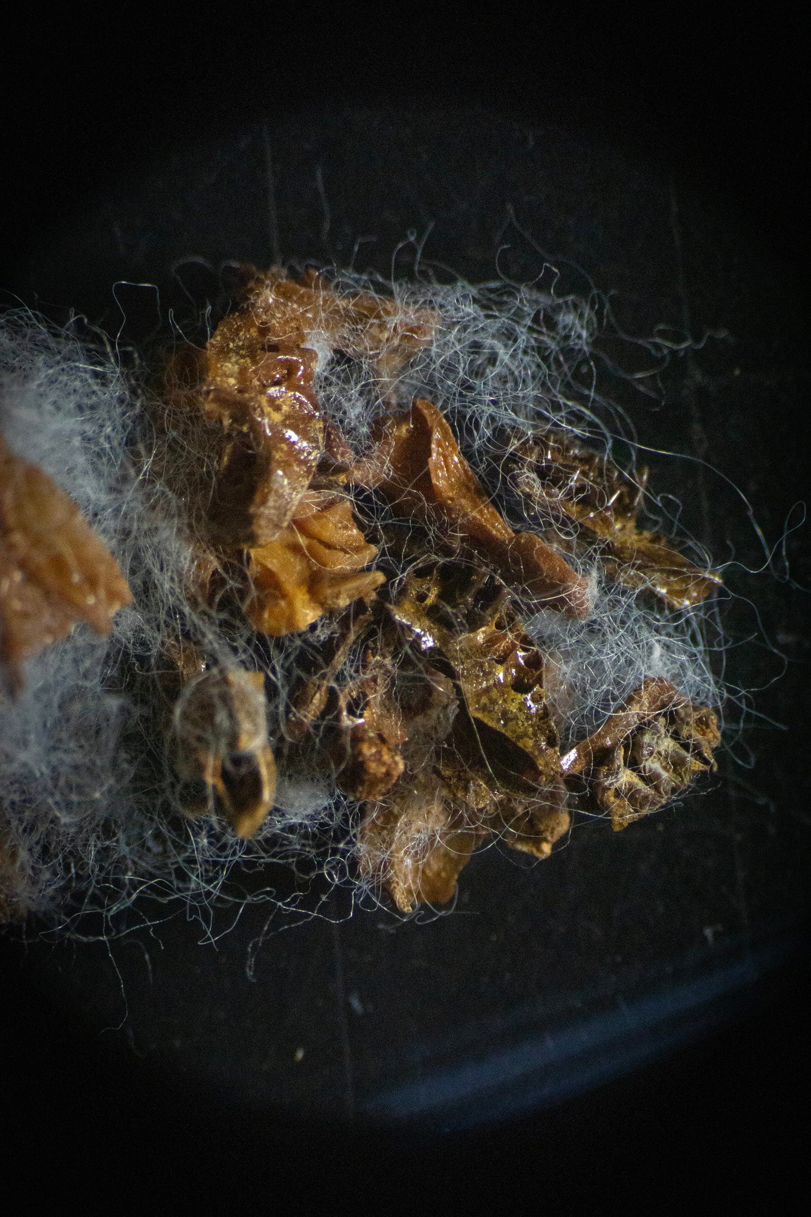 Bits of bats' jawbones covered in pieces of thin cotton fluff used to protect the bones.