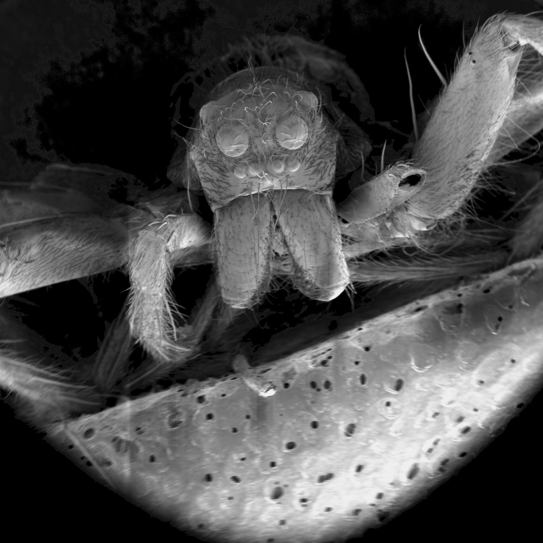 A close up, black and white image of a wolf spider through a microscope.