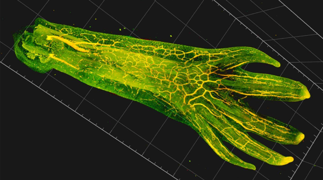 A salamander forearm imaged with light sheet microscopy.