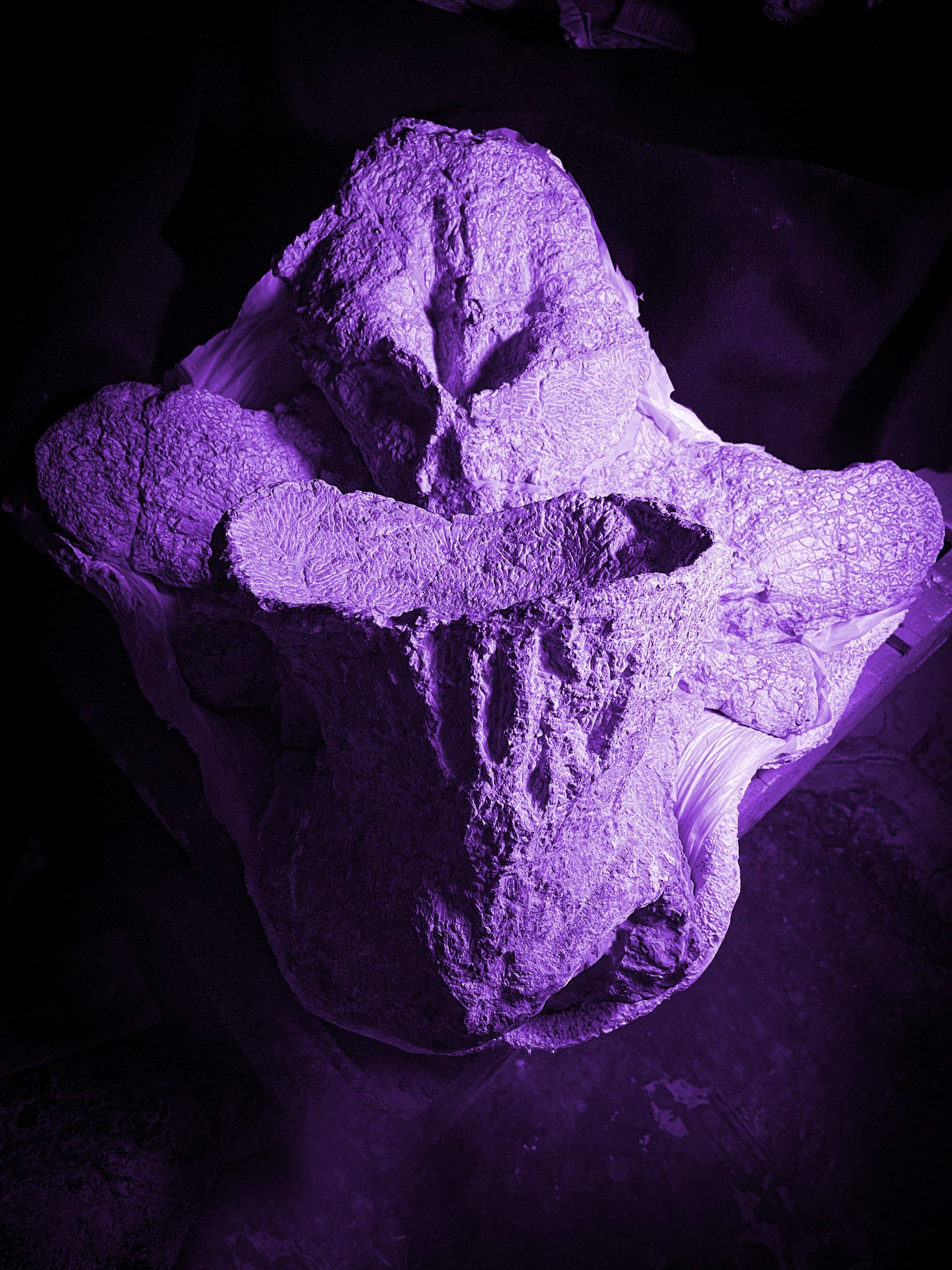 A purple-lit fossil of a piece of a dinosaur's spine.