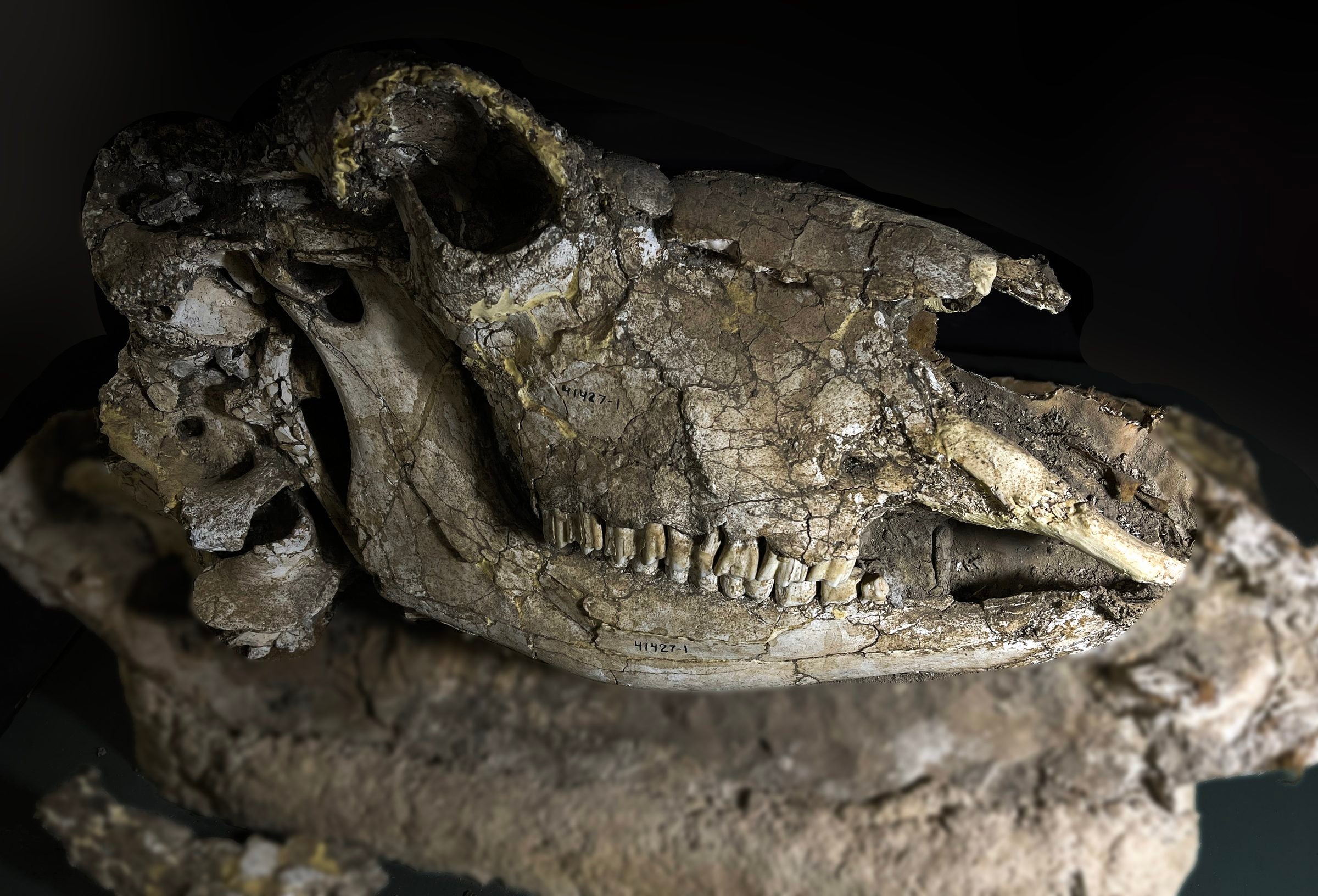The side profile of a bison's skull.