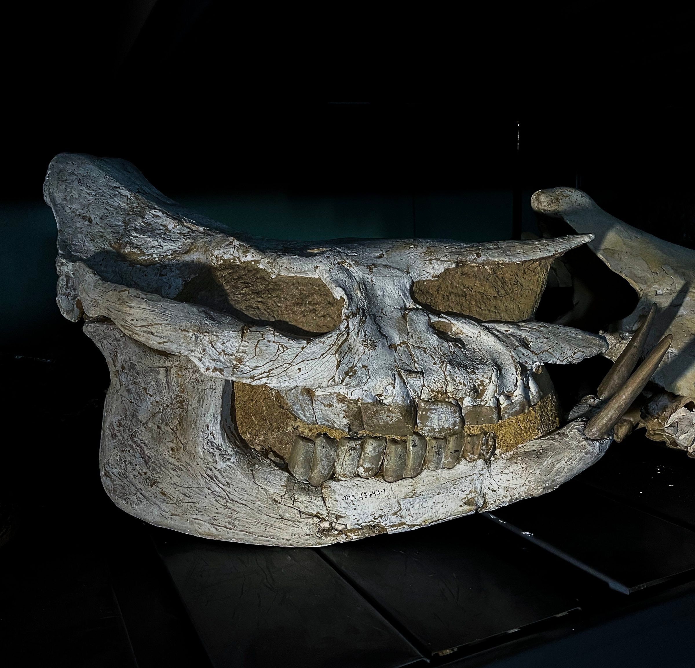 The side profile of a prehistoric rhino.