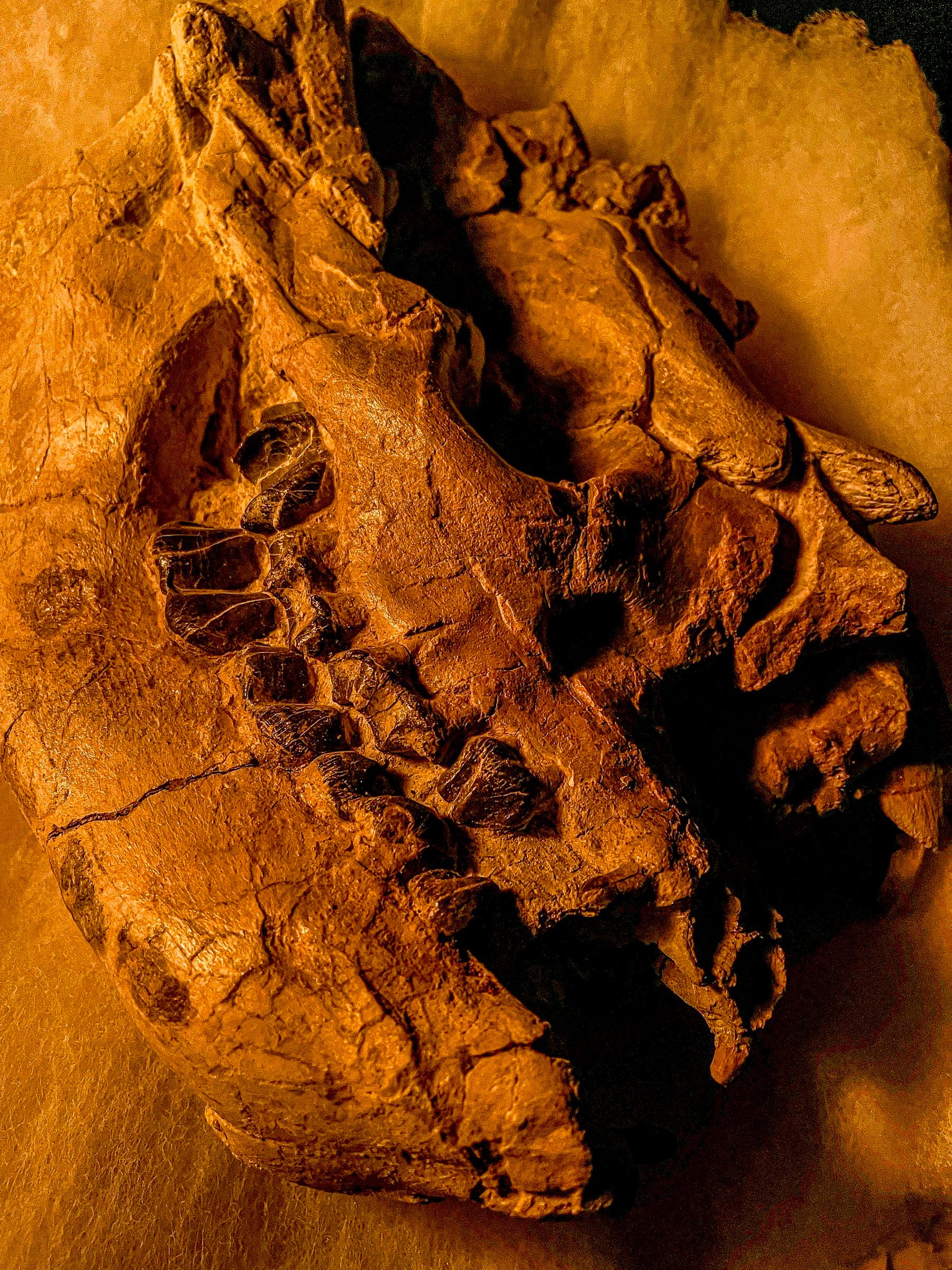 Lit in dark yellow lighting, a fossil of a large skull with flat teeth sits.