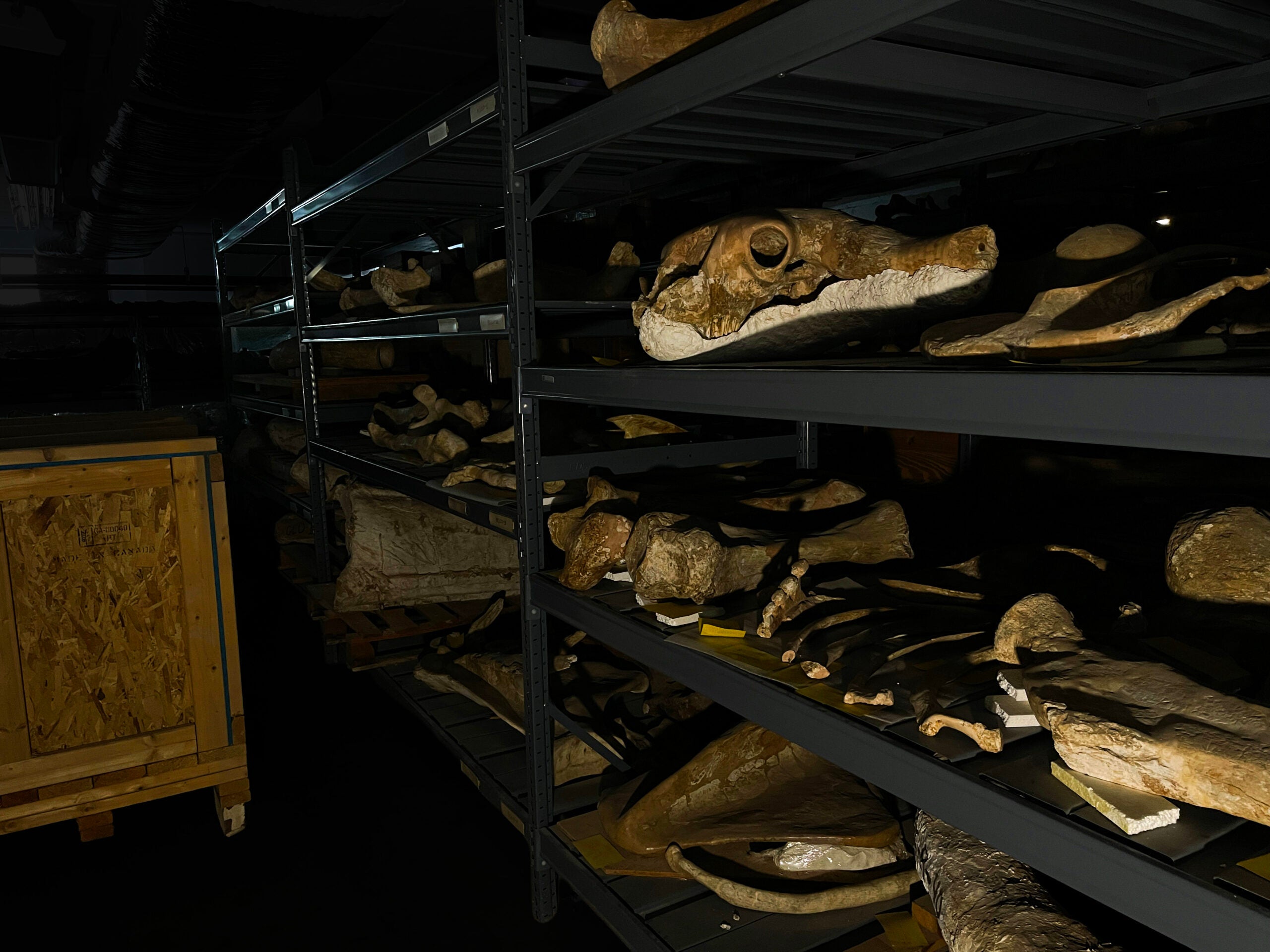 Rows of skulls and bones from prehistoirc animals sit on black shelving in the dark.