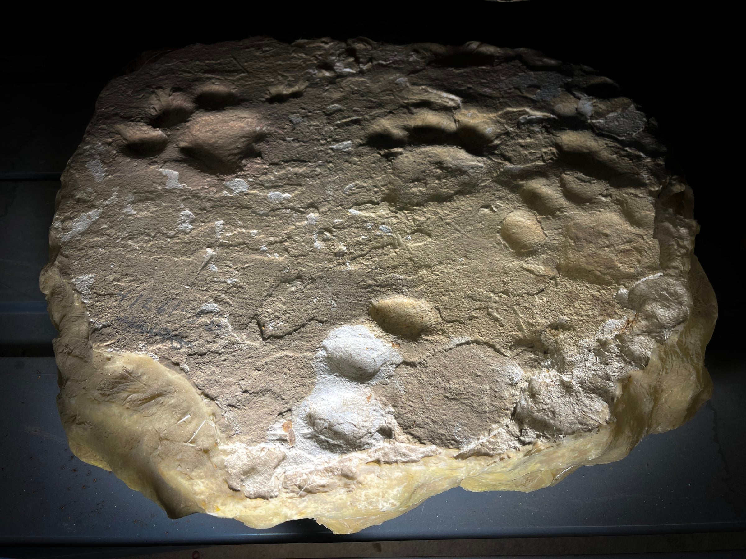 A large, circular, rock is covered with the large paw prints of big prehistoric cats.
