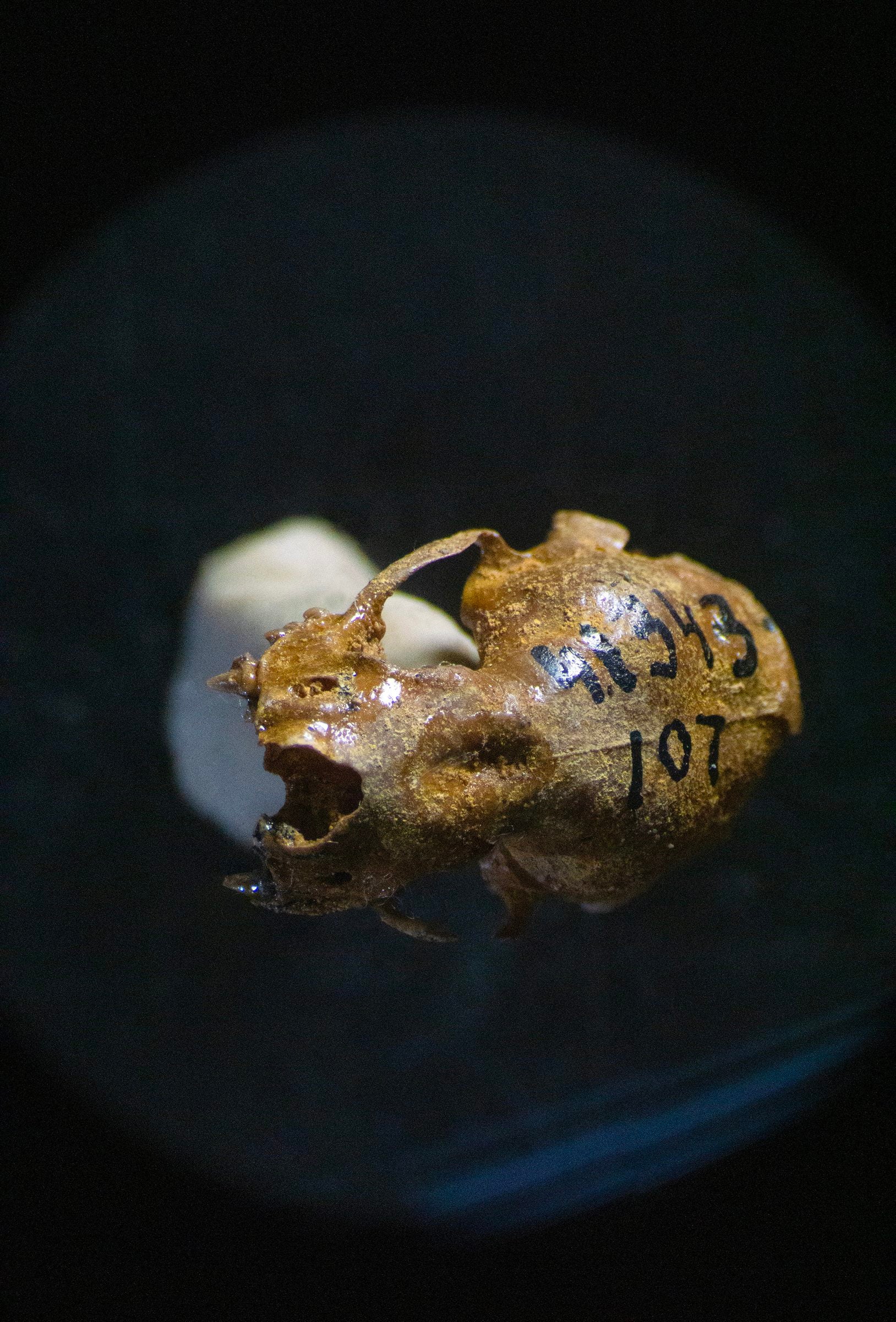 The small top of a bat's skull, labeled with identification numbers.