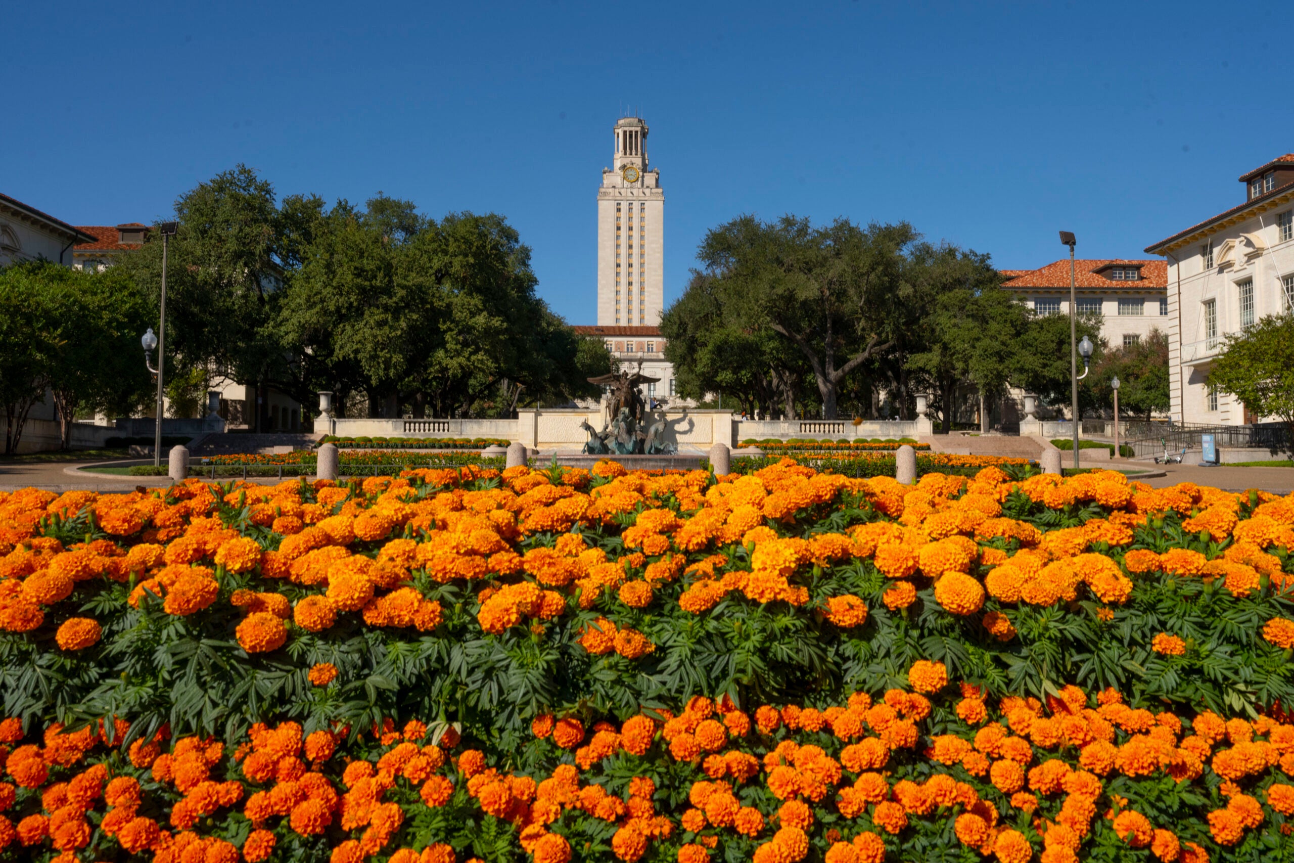 The University of Texas Tower behind orange flowers.