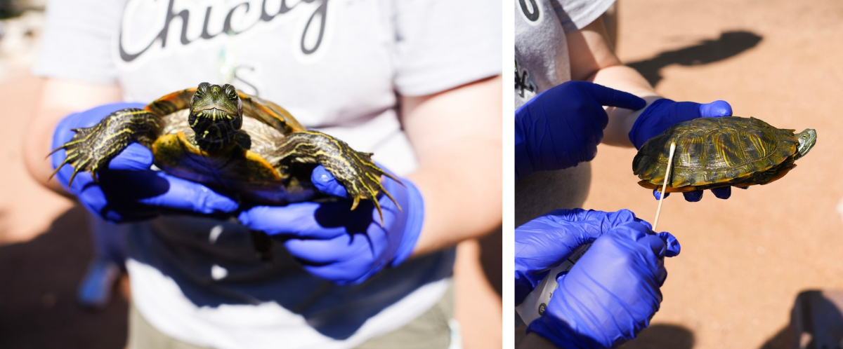 collage of two images of a turtle being swabbed