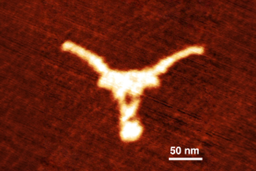 A topographic scan generated by Atomic Force Microscopy (AFM), which is commonly used to visualize biological structures at the nanoscale.