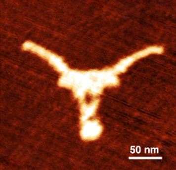 A topographic scan generated by Atomic Force Microscopy (AFM), which is commonly used to visualize biological structures at the nanoscale.