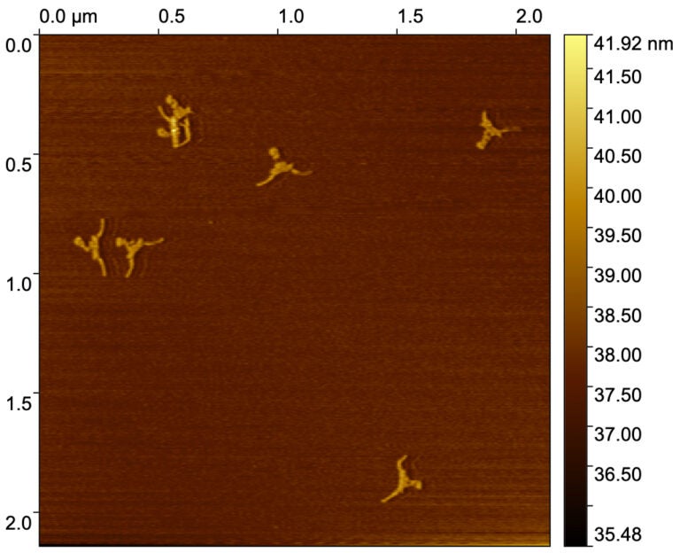 A topographic scan generated by Atomic Force Microscopy (AFM), which is commonly used to visualize biological structures at the nanoscale.
