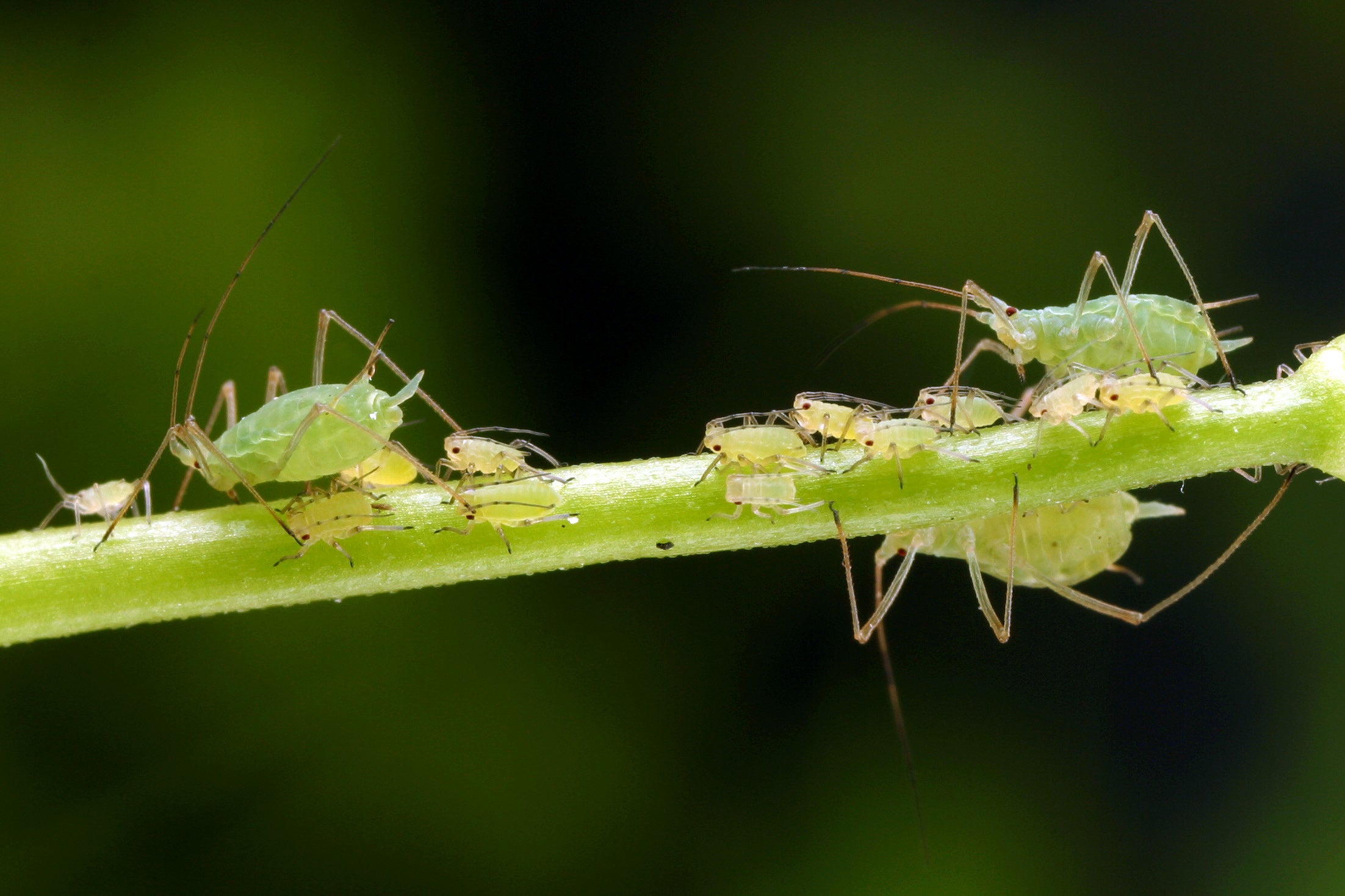 A colony of pea aphids on a plant.